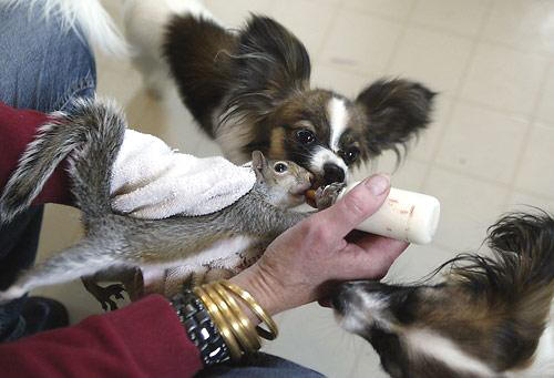 squirrel-dog3 squirrel-dog3