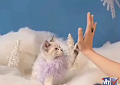 Operation Kitten Calendar: The Reunion Show