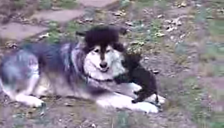Another Small Animal Thinks He's Big