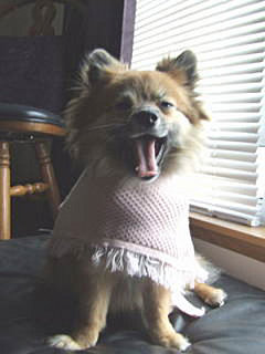Pet of the Week