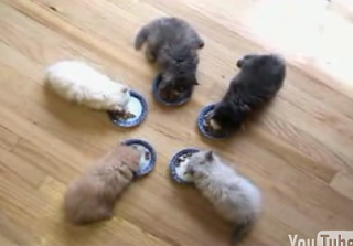 Happy Caturday!