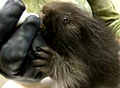 Cute Alert: Bottle-Fed Orphaned Baby Porcupine 