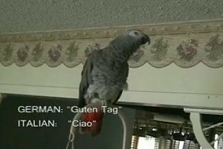 Parrot Says "Hello" In 16 Languages