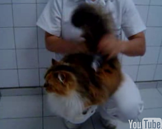Cat Likes Getting Spanked (Part 2)