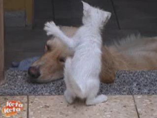 Kitten Vs. Another Big Dog