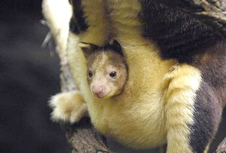 kangarooo kangarooo