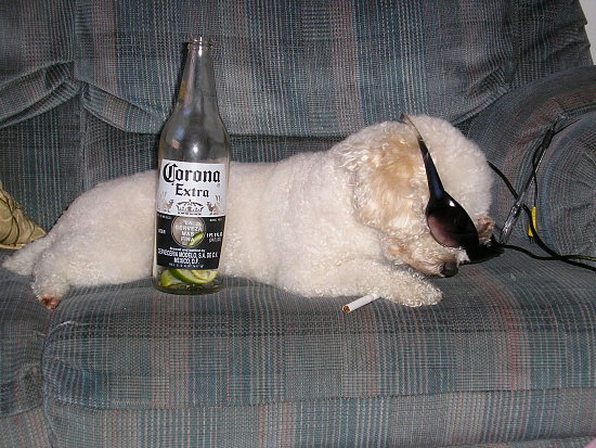 baaad dog.preview.JPG