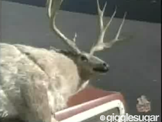 Smartass, The Not So Triumphant Comic Insult Deer