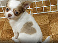 Cute Alert: Heart-Shaped Chihuahua Puppy
