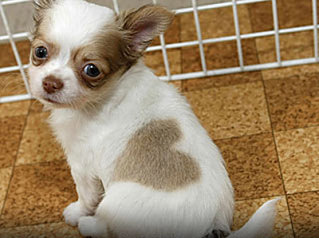 Cute Alert: Heart-Shaped Chihuahua Puppy