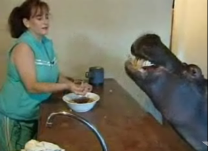 Cute Alert: Jessica The Bourgeois Hippo