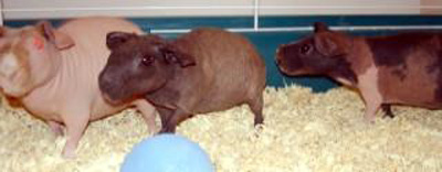 pig pig