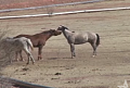Hot Horse On Horse Action!