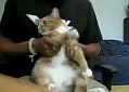 Air Drumming Heavy Metal Cat