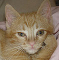 Pet of the Week
