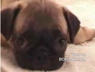 Cute Alert: Baby Pug