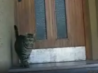 One Smart Cat