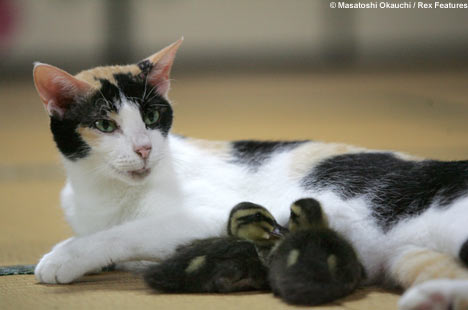 cat1REX_468x310 cat1REX_468x310