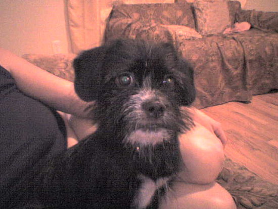 Puccadog1-1.preview Puccadog1-1.preview