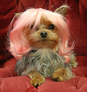 dollface dollface