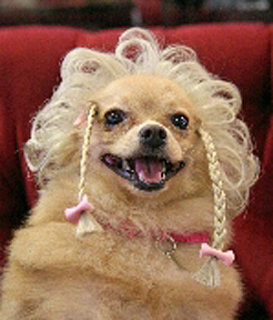 Product of the Day: Wiggles Dog Wigs