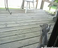 Cute Alert: Squirrel Gets Pushy