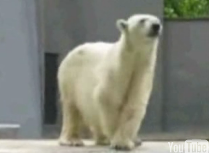 Polar Bear Got The Moves
