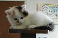 Pet of the Week