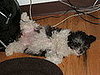 Pet of the Week