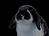 Bunnies Sing Britney!