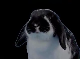 Bunnies Sing Britney!