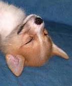 Cute Alert: Sleeping Pup
