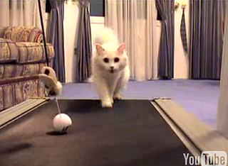 Cat-spiration!