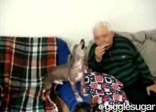 Cute Alert: Chinese Crested Sings!