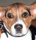 Fly Dog