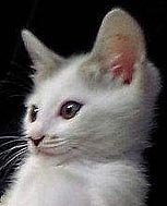 Cute Alert: Relaxed Kitty