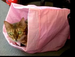 Cats on Drugs!