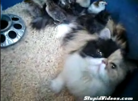 Cat Adopts Chicks