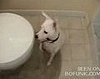 Doggie Goes Toilet Diving