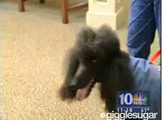 The Grim Dogger