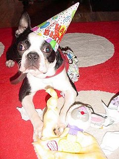 Pet of the Week Is Now on PetSugar!