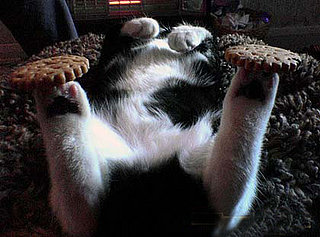 Cute Alert: The Amazing Sleeping Cat 