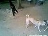 Dudes+ Gibbon + Dogs = Fun