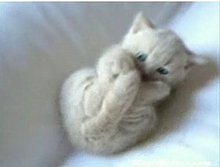 Kitten Plays With Tail