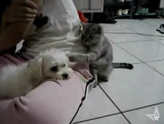 Kitten Annoys Dog