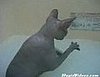 Mr. Bigglesworth Takes a Bath!