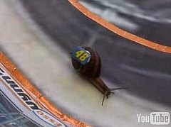 Snail Nascar Snail Nascar