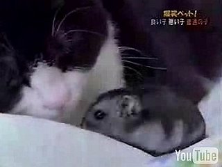 Cat and Hamster