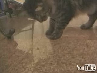 Happy Caturday