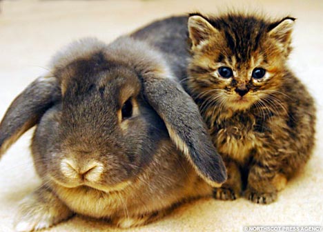 Interspecies Lovin': Rabbit Cares For Kittens